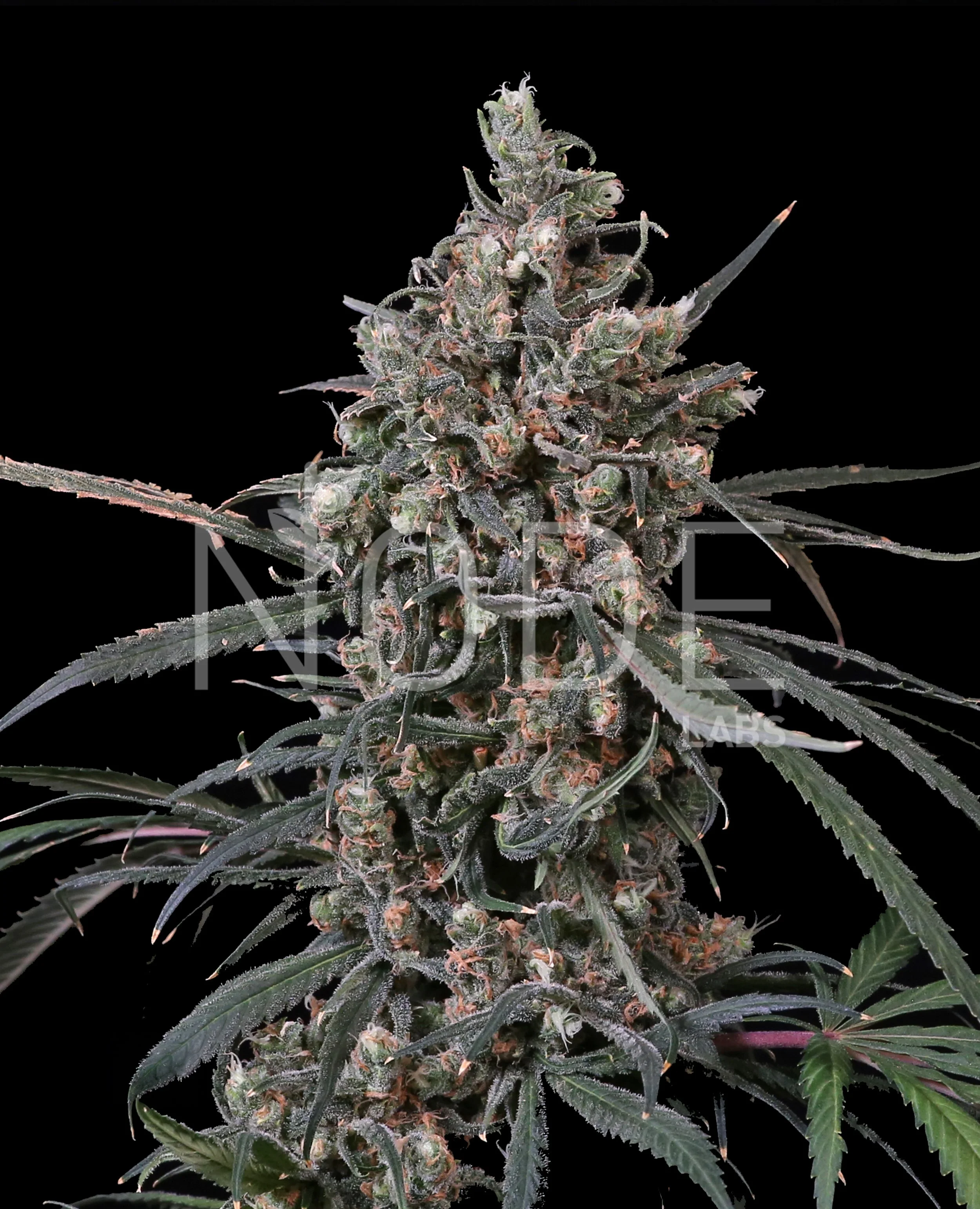 Genetic Library — Node Labs